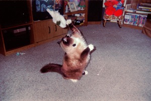 Teebo playing